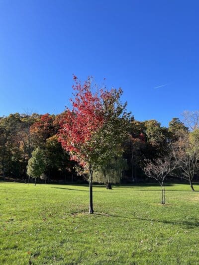 Cedar Grove Park - Cedar Grove, NJ