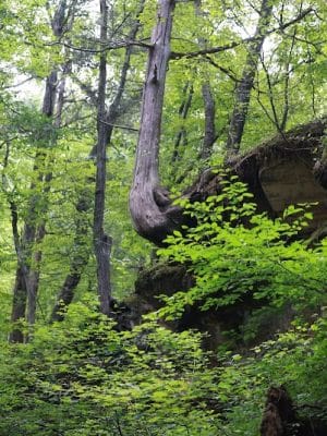 Sandstone Canyon Trail Trailhead