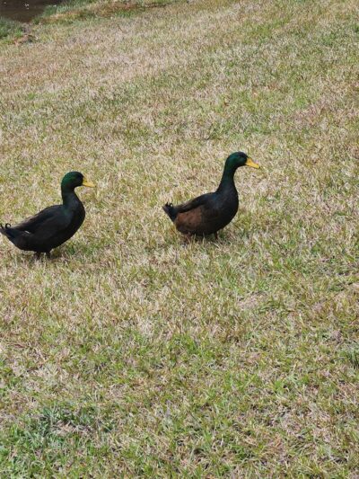 Center Park - Center, TX