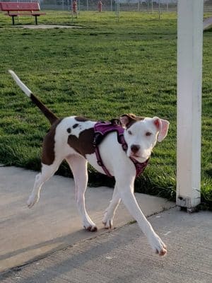 Centralia Dog Park