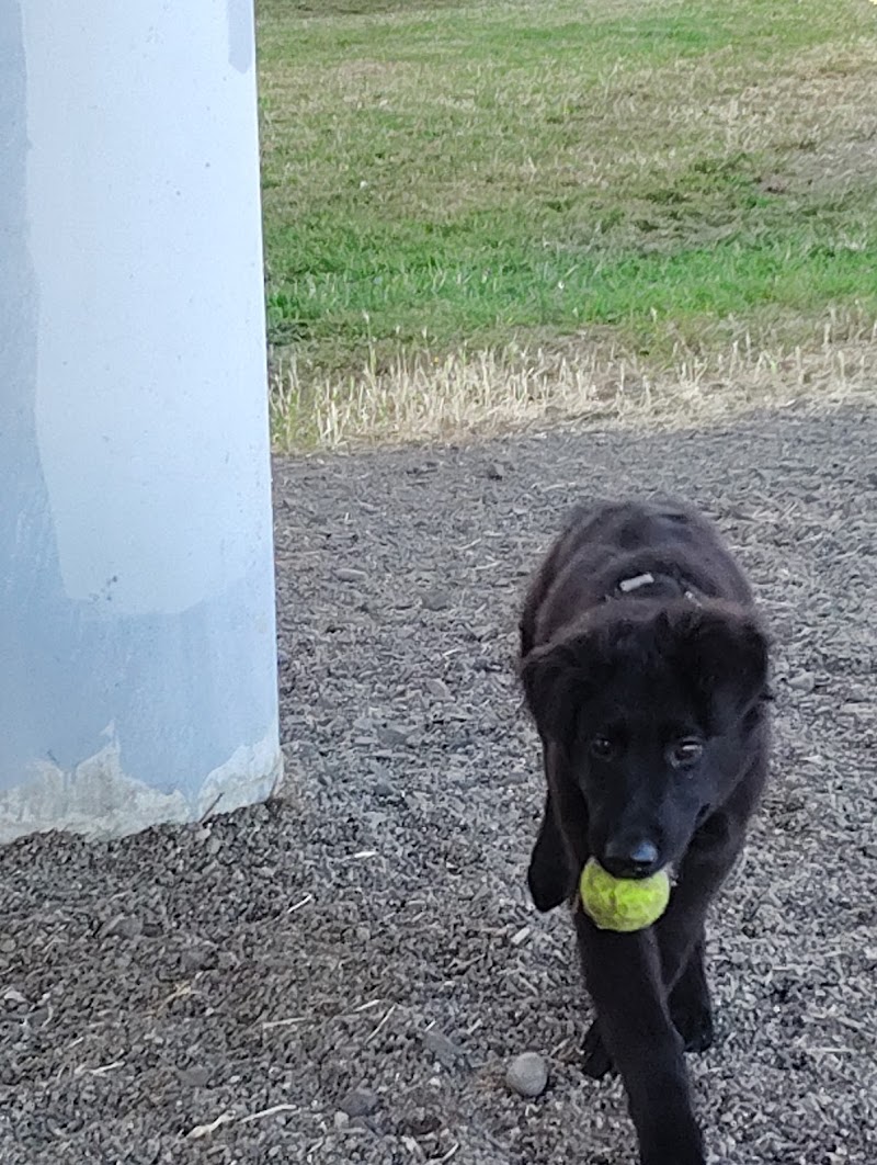 South Gold Street dog park