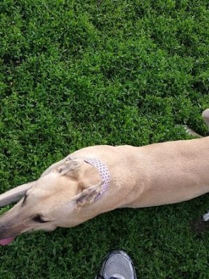 Champaign Bark District (Private/Members Only)