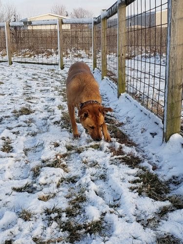 Champaign Bark District (Private/Members Only)