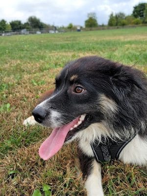 Champaign Bark District (Private/Members Only)