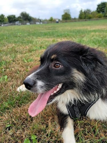 Champaign Bark District (Private/Members Only)