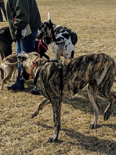 Champaign Bark District (Private/Members Only)