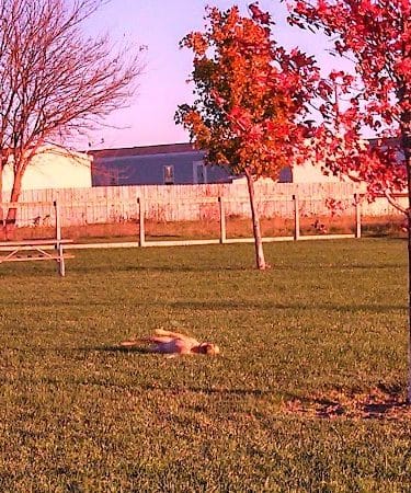Champaign Bark District (Private/Members Only)