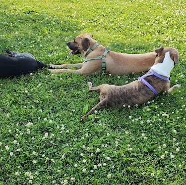 Champaign Bark District (Private/Members Only)
