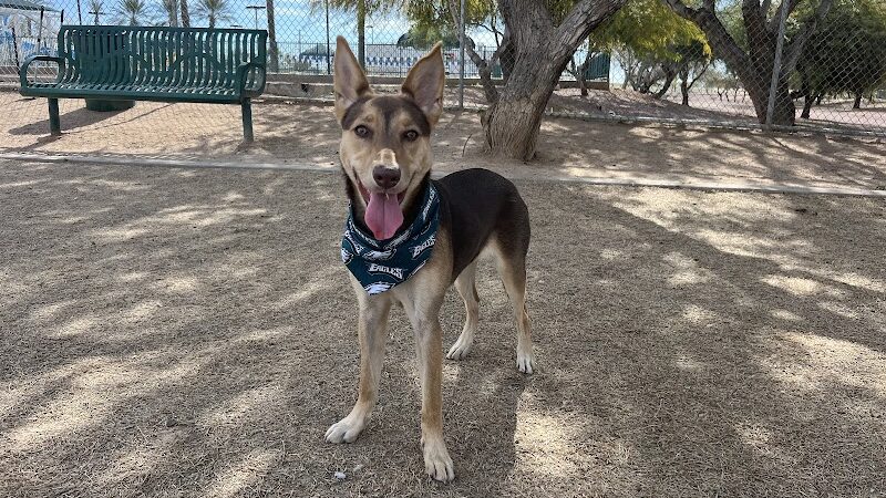 Nozomi Dog Park - Chandler, AZ