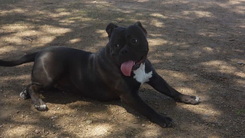 Nozomi Dog Park - Chandler, AZ