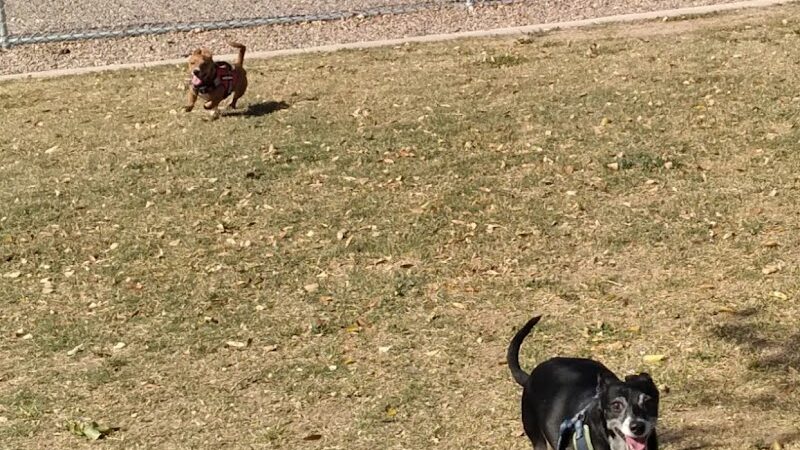 Nozomi Dog Park - Chandler, AZ