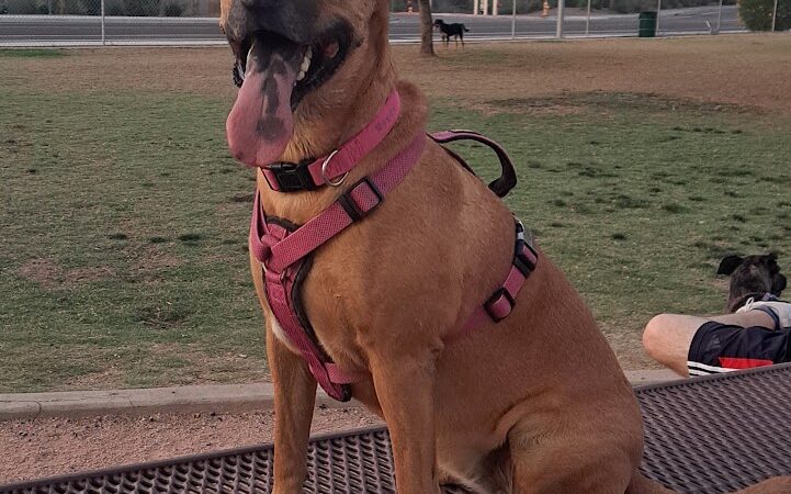 Nozomi Dog Park - Chandler, AZ