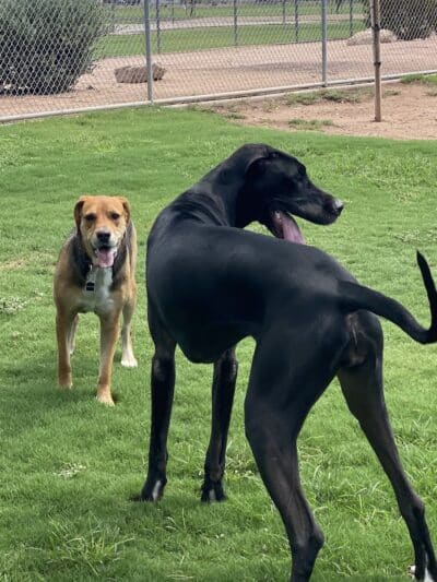 Shawnee Dog Park - Chandler, AZ