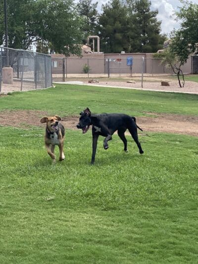 Shawnee Dog Park - Chandler, AZ