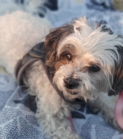 Shawnee Dog Park - Chandler, AZ