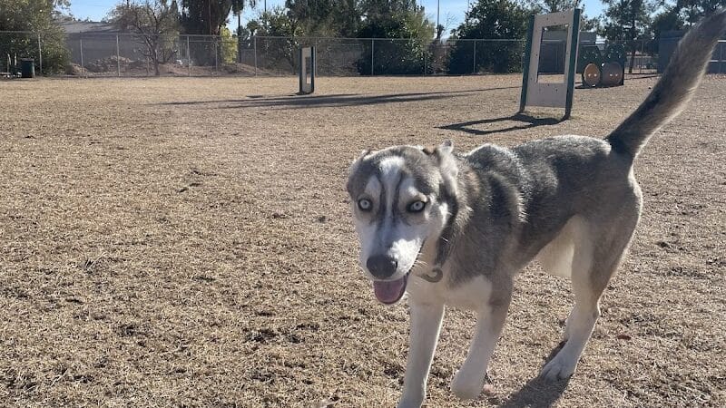 Snedigar Dog Park - Chandler, AZ