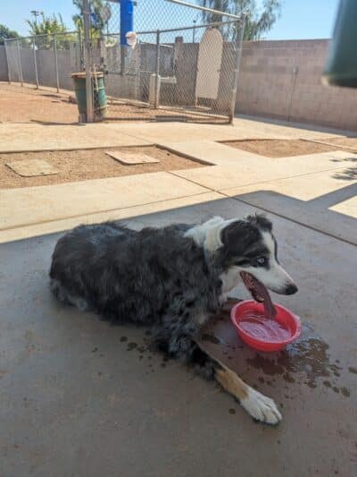 Snedigar Dog Park - Chandler, AZ