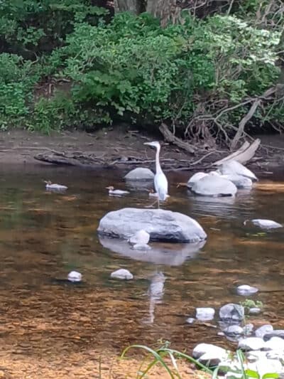 Nickerson Park Family Campground - Chaplin, CT