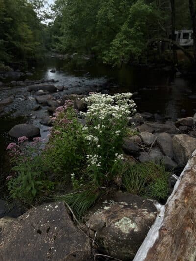 Nickerson Park Family Campground - Chaplin, CT