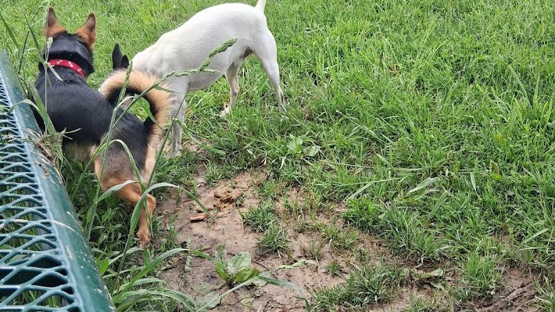 Charleston Dog Park - Charleston, IL