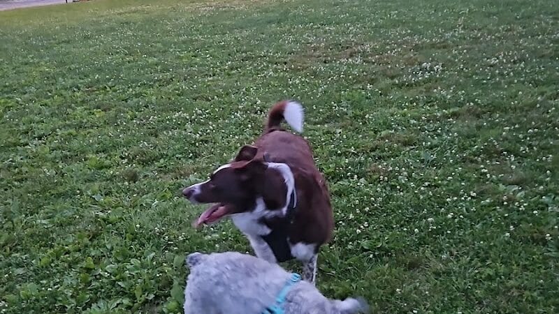 Charleston Dog Park - Charleston, IL