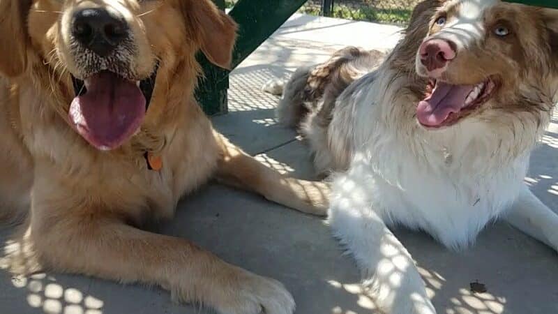 Charleston Dog Park - Charleston, IL