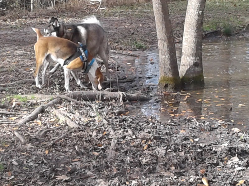 Bridgewater Dog Park - Charleston, SC