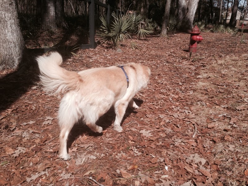 Bridgewater Dog Park - Charleston, SC