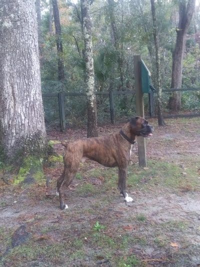 Bridgewater Dog Park - Charleston, SC