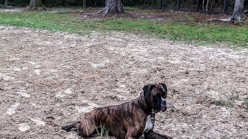 Bridgewater Dog Park - Charleston, SC