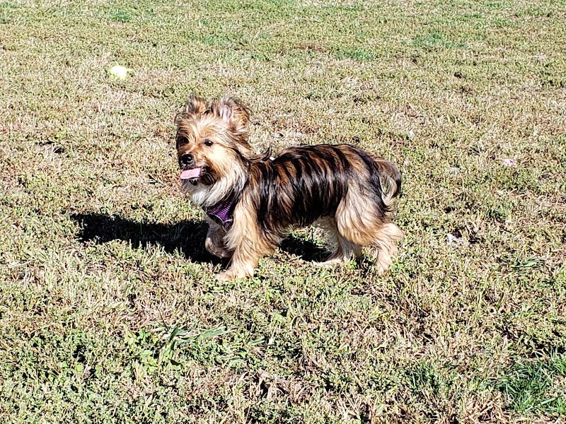 East End Dog Park - Charleston, WV
