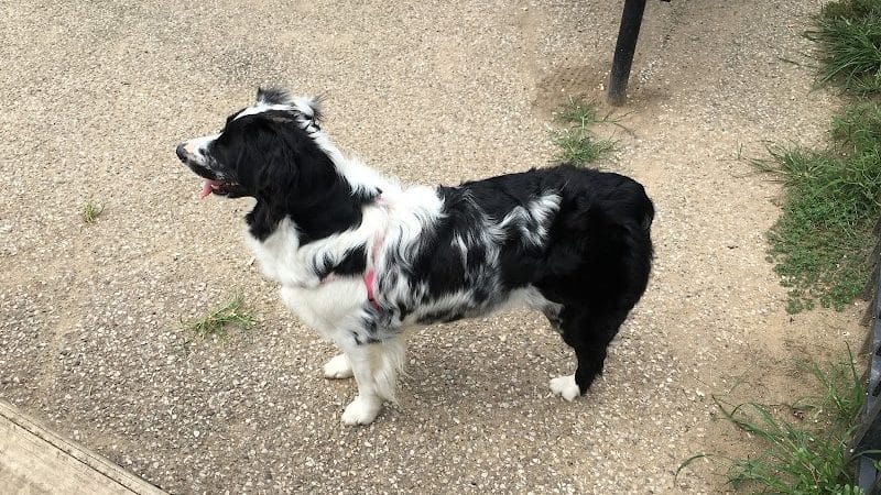 Ruth Rafferty Peyton Dog Park - Charleston, WV