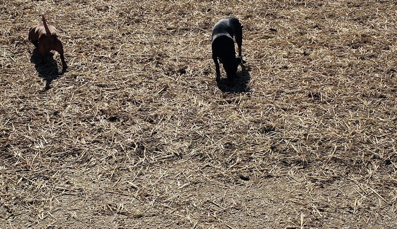 Ruth Rafferty Peyton Dog Park - Charleston, WV
