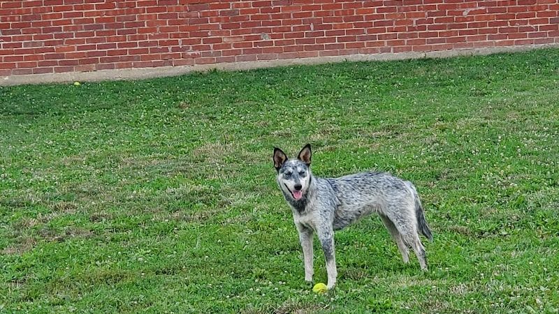 Ruth Rafferty Peyton Dog Park - Charleston, WV