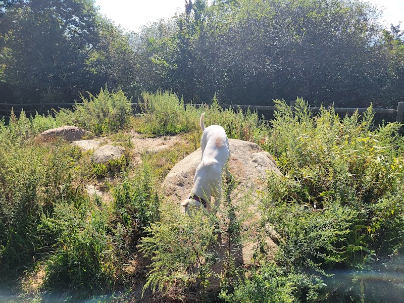 Charlestown dog park