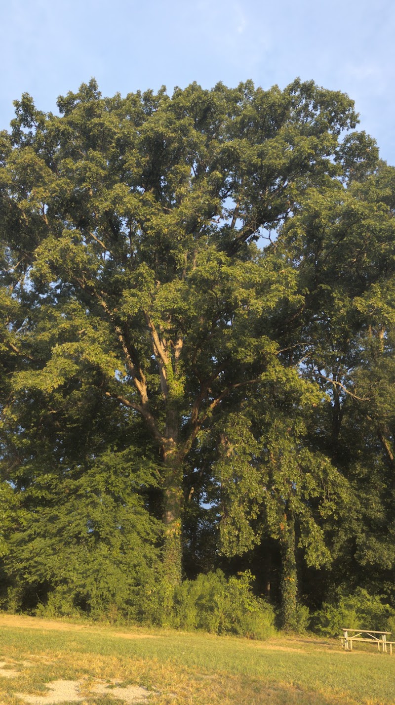 Dog Park at Clarks Creek Community Park
