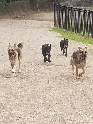Frazier Place dog park