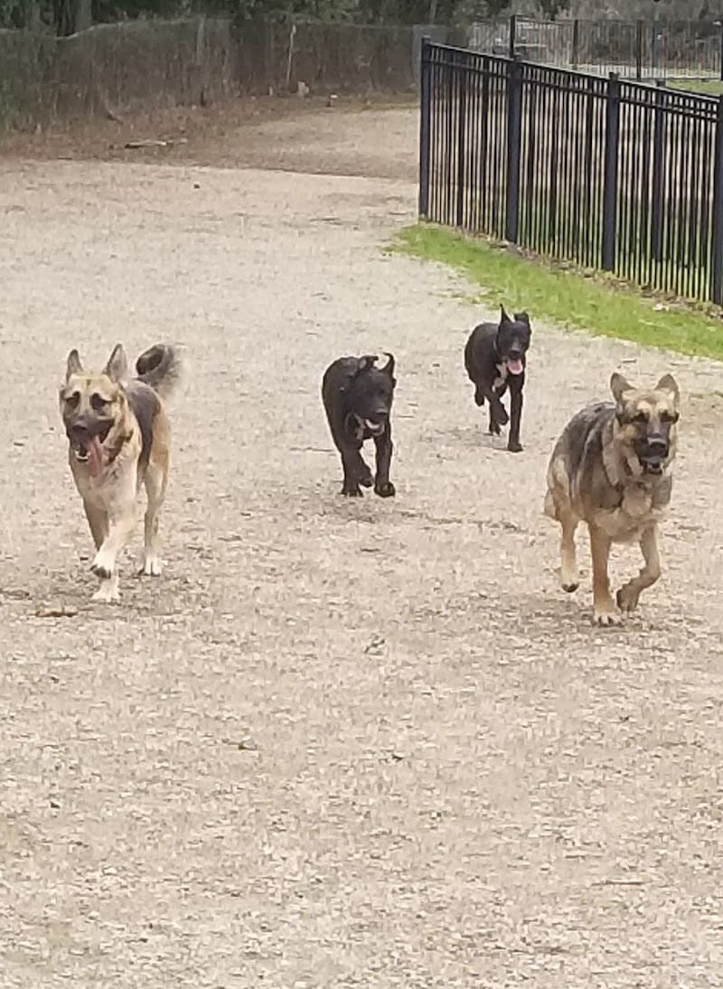 Frazier Place dog park