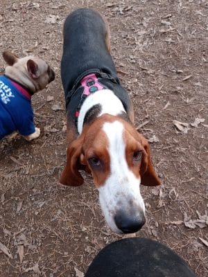 Frazier Place dog park