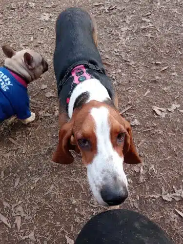 Frazier Place dog park