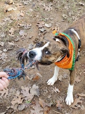 Frazier Place dog park