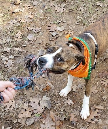 Frazier Place dog park