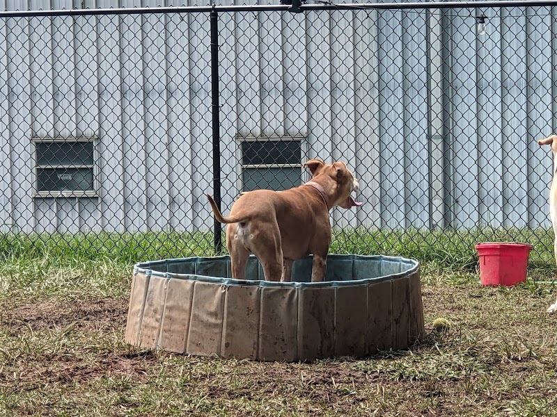 Plaza Midwood Neighborhood Association Dog Park