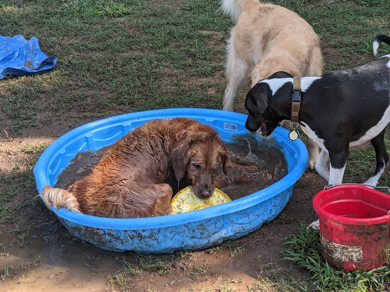 Plaza Midwood Neighborhood Association Dog Park