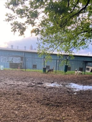 Plaza Midwood Neighborhood Association Dog Park