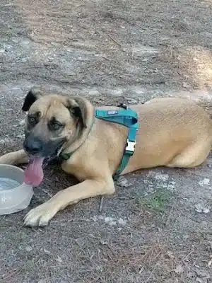 Shuffletown Dog Park