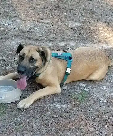Shuffletown Dog Park