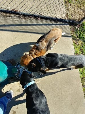 Chattanooga Chew Chew Canine Park