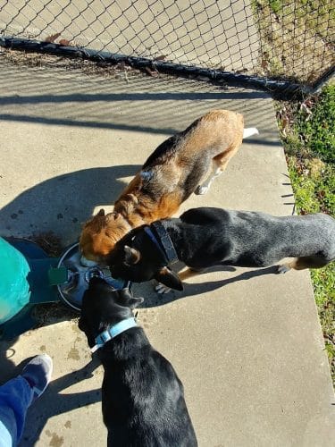 Chattanooga Chew Chew Canine Park