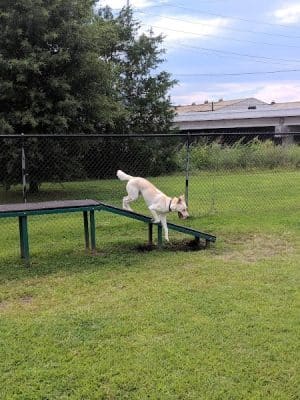 Chattanooga Chew Chew Canine Park